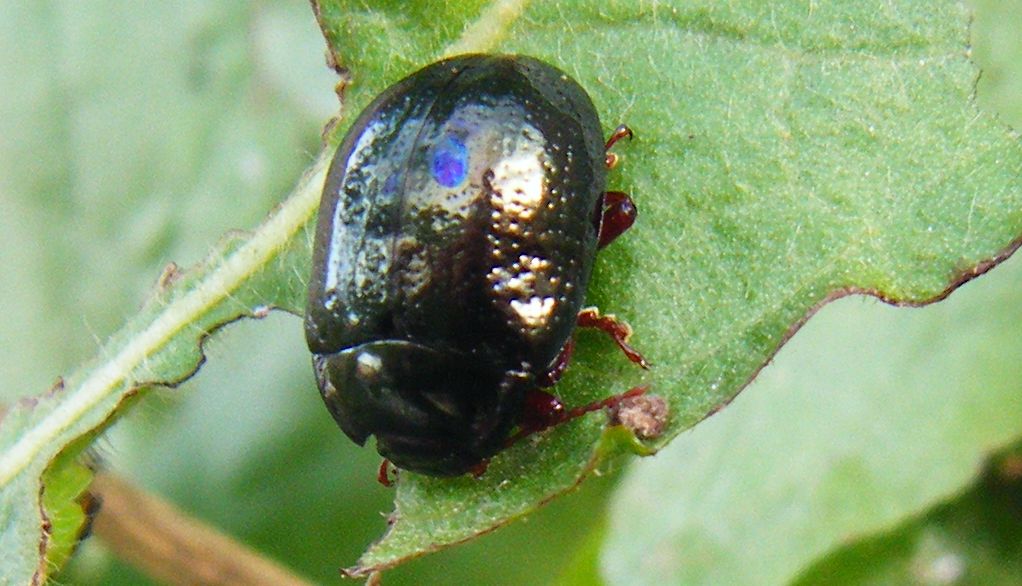 Chrysolina bankii